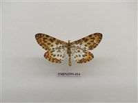 藏品(尺蛾104)的圖片